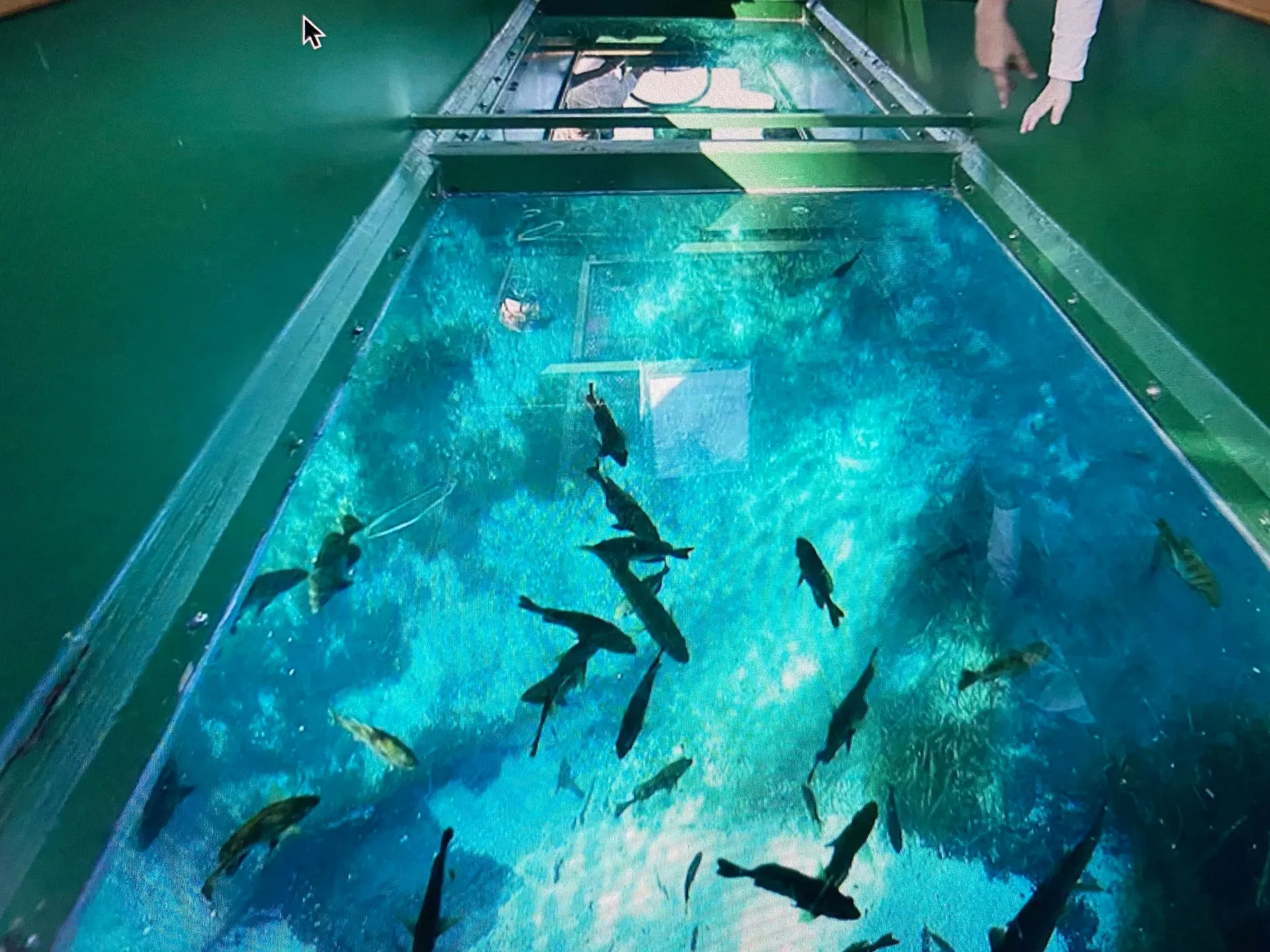 Fish seen through a glass-bottom boat