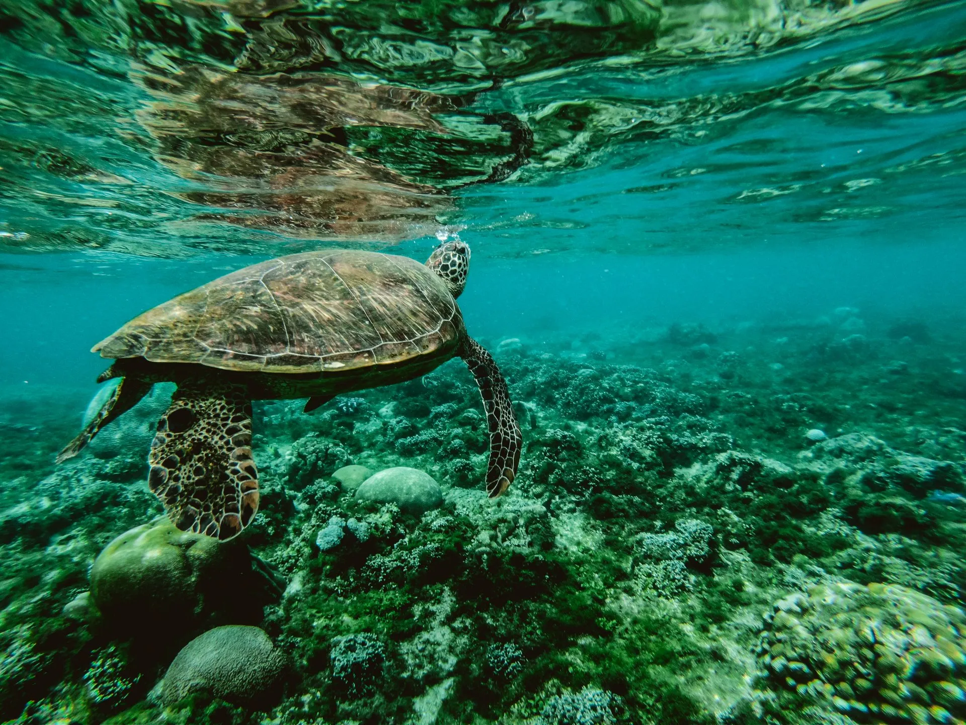 Sea turtle swimming over the living coral reef at John Pennekamp State Park